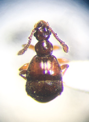 Reichenbachia