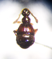 Reichenbachia