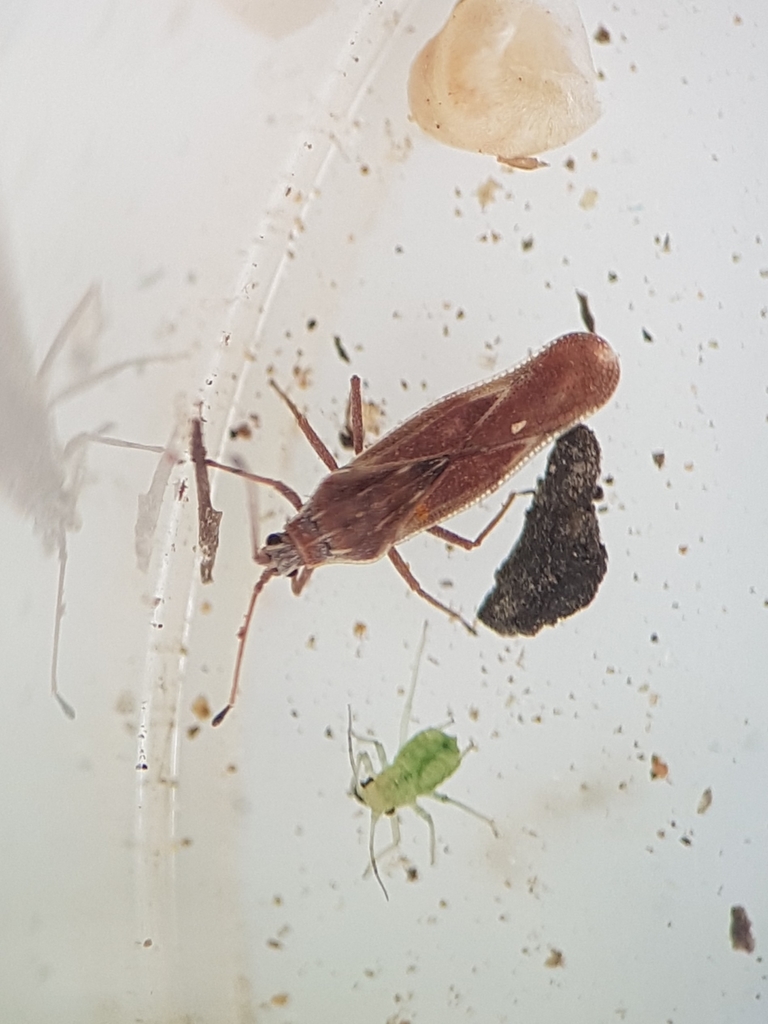 Engynoma