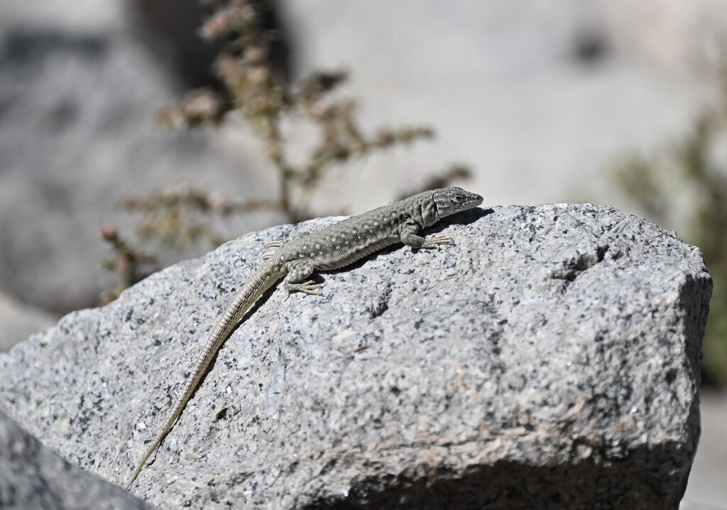 Yarkand Sandlizard