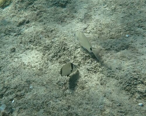 Diplodus vulgaris