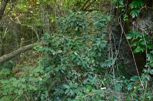 Ixora philippinensis, photograph 3