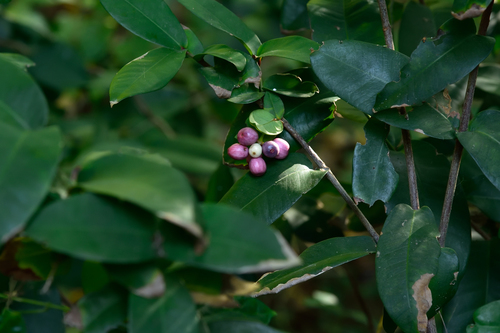 Ixora philippinensis, photograph 4