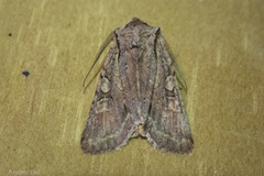 Ichneutica averilla