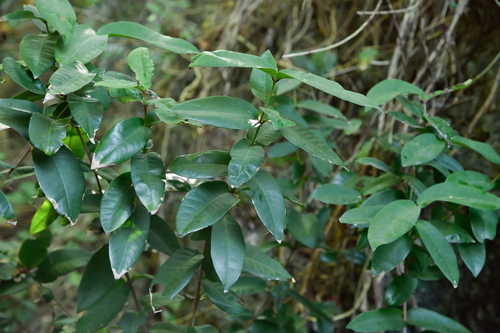 Ixora philippinensis, photograph 2