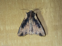 Ichneutica omoplaca
