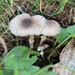 Leucoagaricus coerulescens - Photo (c) Alan Rockefeller, some rights reserved (CC BY), uploaded by Alan Rockefeller
