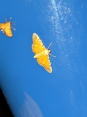 Polygrammodes mimetica