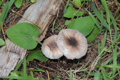 Leucoagaricus coerulescens
