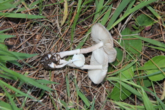 Leucoagaricus coerulescens