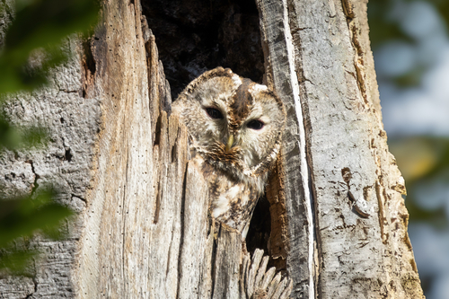View observation of {o.common_name} on iNaturalist