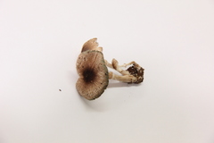Leucoagaricus coerulescens