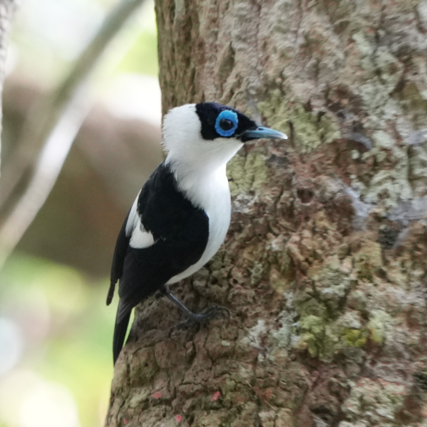 Frilled Monarch (Arses telescopthalmus), photo 6