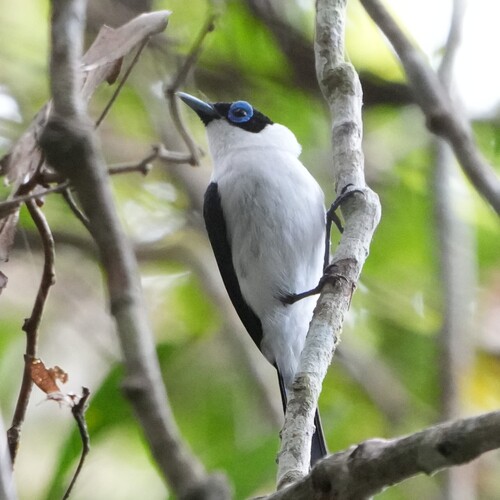 Frilled Monarch (Arses telescopthalmus), photo 9