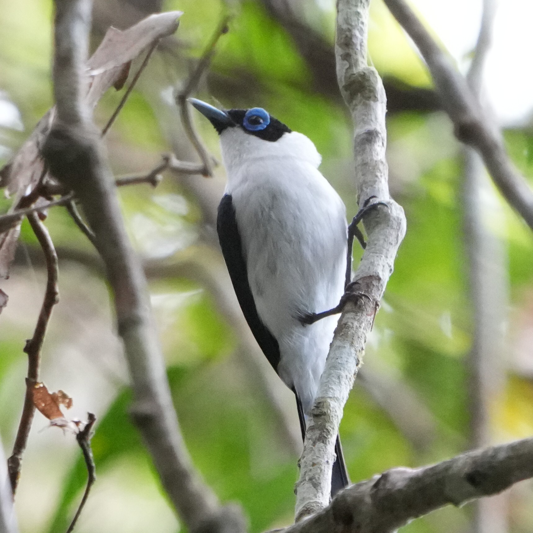Frilled Monarch (Arses telescopthalmus), photo 7