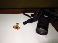 Leucoagaricus coerulescens