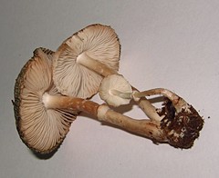 Leucoagaricus coerulescens