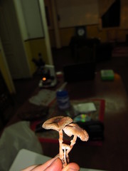 Leucoagaricus coerulescens