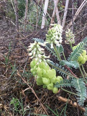 Astragalus pomonensis
