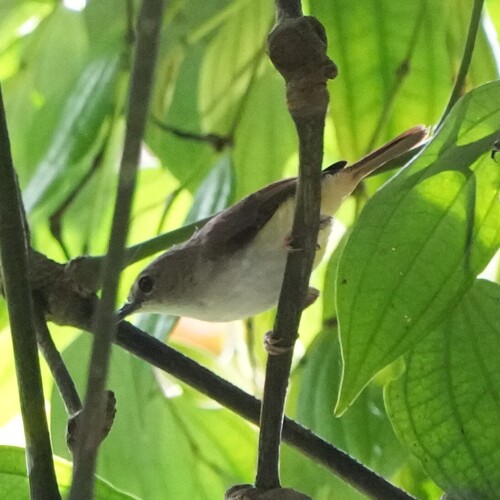 Yellow-bellied Gerygone (Gerygone chrysogaster)