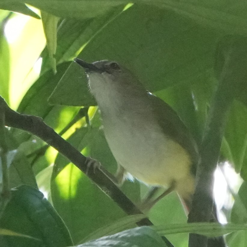 Yellow-bellied Gerygone (Gerygone chrysogaster), photo 2