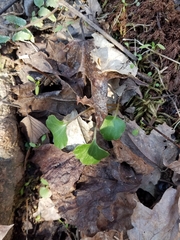 Cardamine douglassii