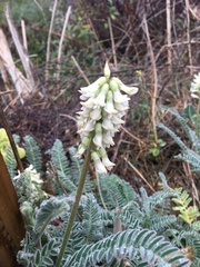 Astragalus pomonensis