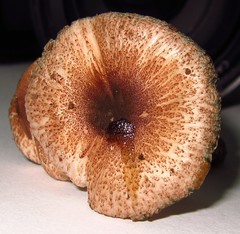 Leucoagaricus coerulescens