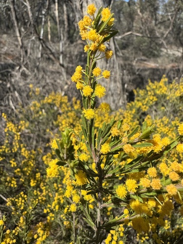 Acacia lineata, 2025-09-28