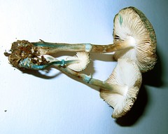 Leucoagaricus coerulescens