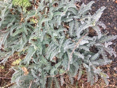 Astragalus pomonensis