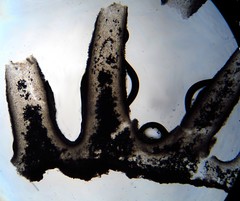 Leucoagaricus coerulescens