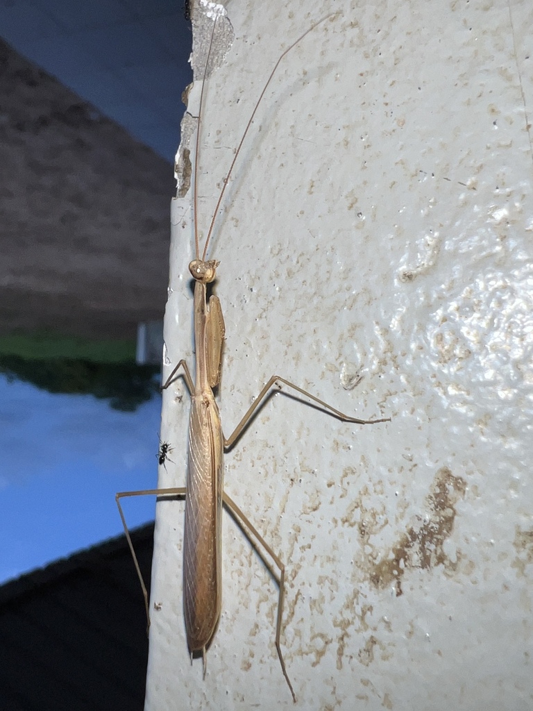 Miomantis in September 2025 by Luke Smith · iNaturalist