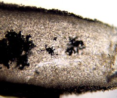 Leucoagaricus coerulescens