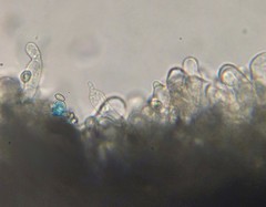 Leucoagaricus coerulescens