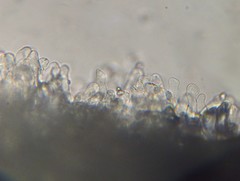 Leucoagaricus coerulescens