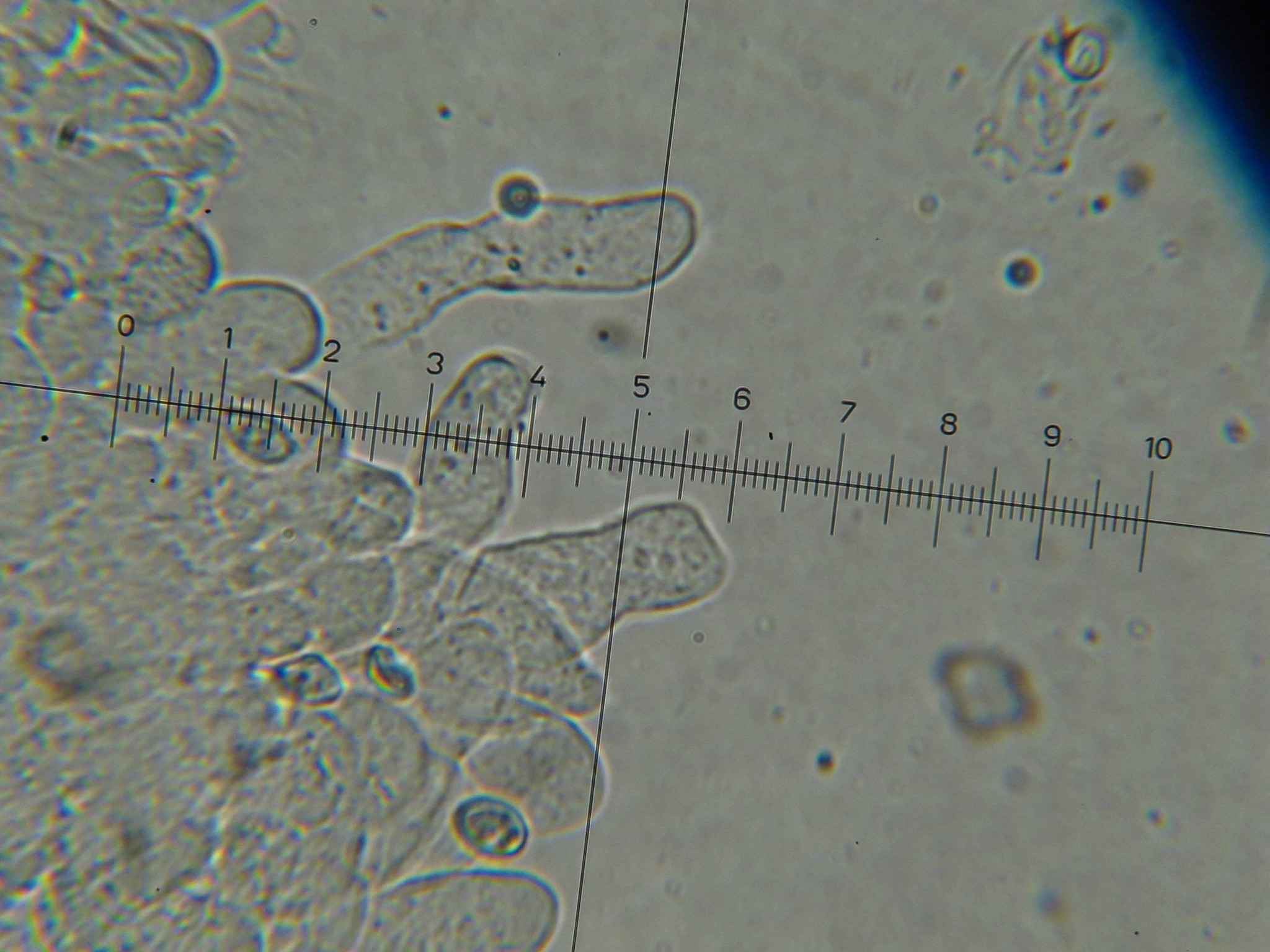Leucoagaricus caerulescens image