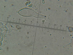 Leucoagaricus coerulescens