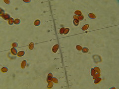 Leucoagaricus coerulescens