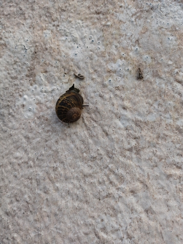 Cornu aspersum