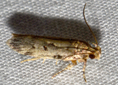 Chionodes pereyra