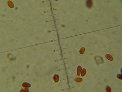 Leucoagaricus coerulescens