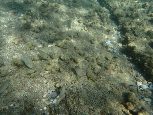 Sarpa salpa