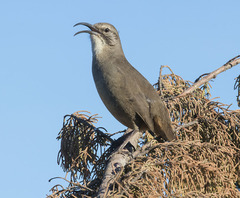 California Thrasher photo 5
