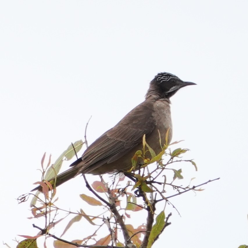 Streak-headed Honeyeater (Pycnopygius stictocephalus), photo 1