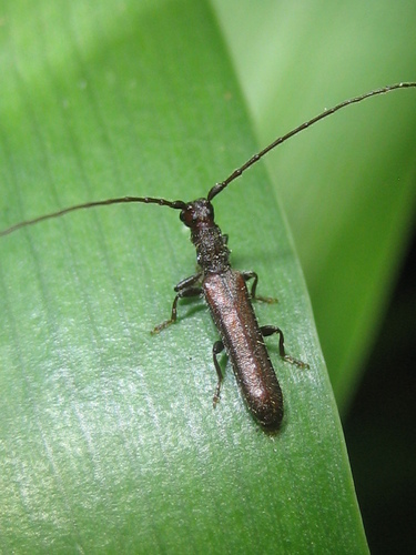 Phalota