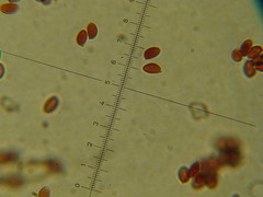 Leucoagaricus coerulescens