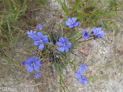 Aristea juncifolia