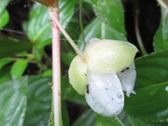 Impatiens parishii