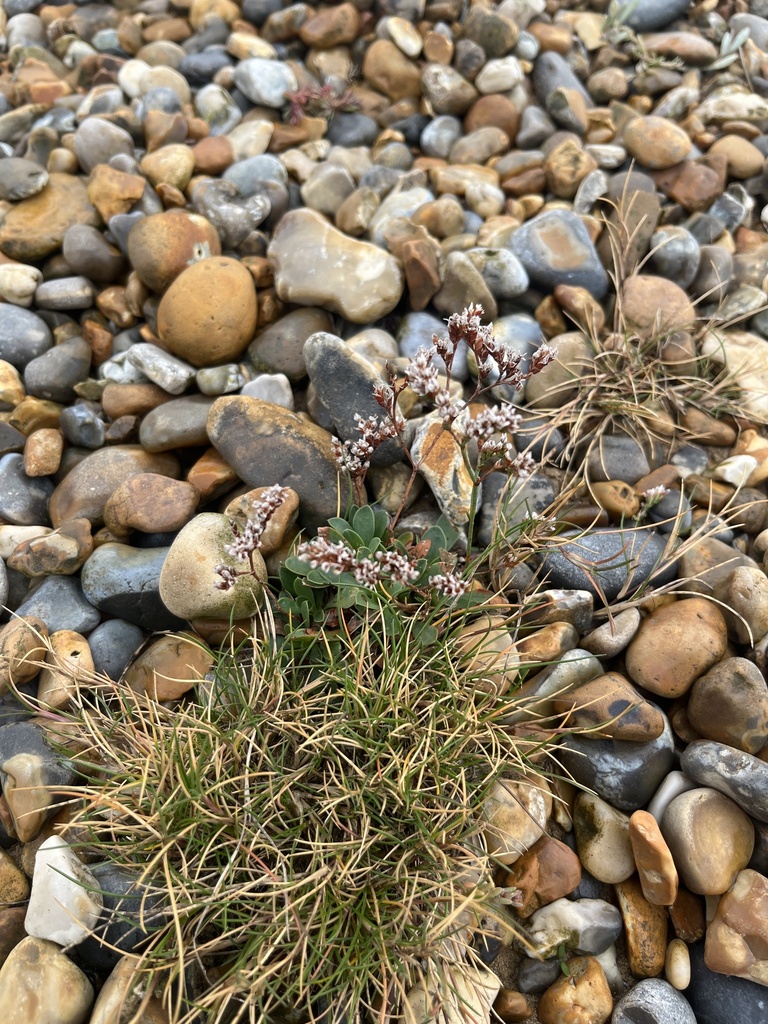 Sea lavender